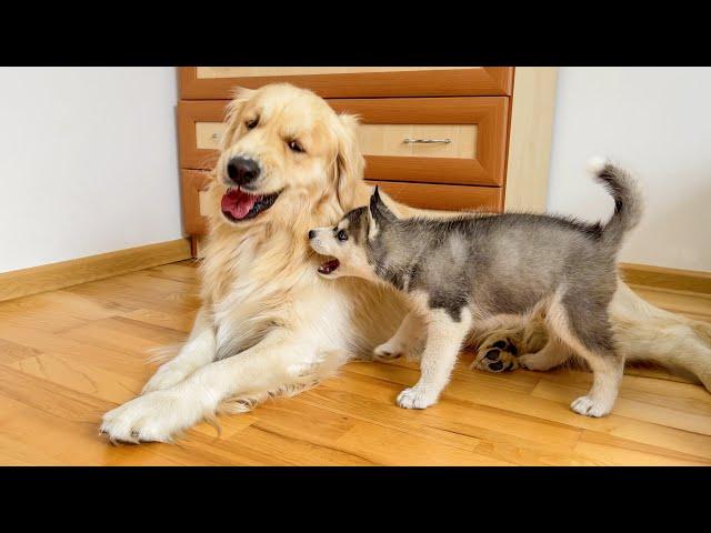 Fearless Husky Puppy Attacks Gentle Golden Retriever!!