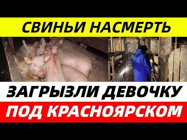 Свиньи НАСМЕРТЬ ЗАГРЫЗЛИ школьницу пришедшую кормить их