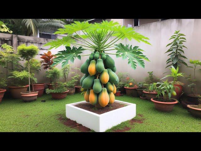 How to grow down super dwarf papaya trees in pots | Great method grow super dwarf papaya trees