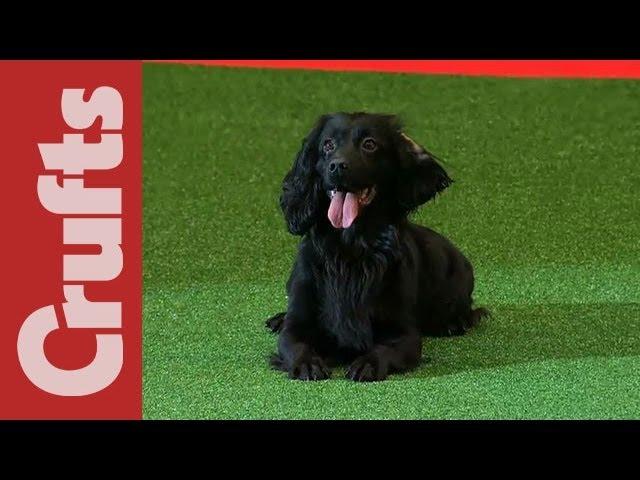 Gundog Display - Philippa Williams - Levenghyl Gundogs - Crufts 2012