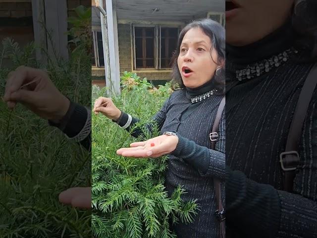 Rakhal: A multipurpose tree source of beauty, food, medicine, and sustainability
