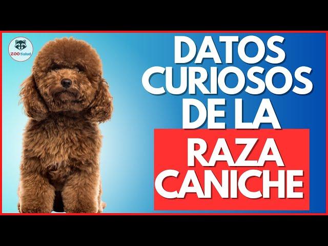 COSAS que NO sabias del PERRO CANICHE