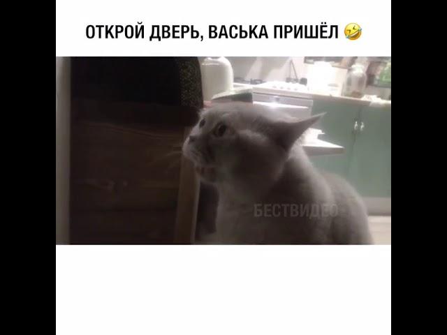 Кот говорит: Открой дверь!!