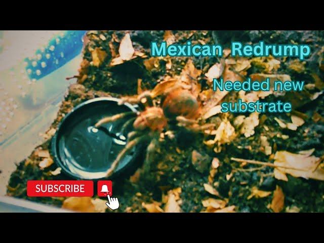 Mexican red rump #tarantula #nature #video #all #wildlife