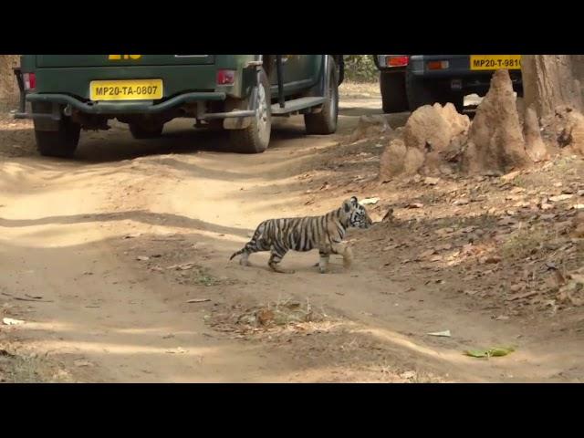 Tiger with 2 month old cubs at Kanha National Park 2018.  Copyright- 2019 Neemasri Yadav.