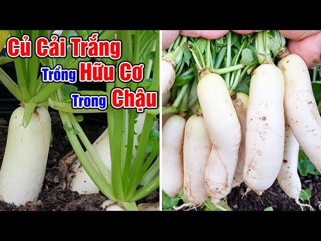 Trồng củ cải trắng trong chậu vừa lấy củ vừa đẹp.