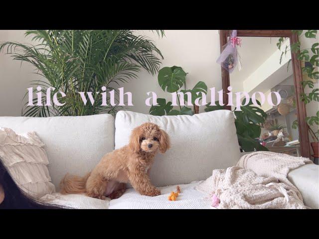 Life with a Maltipoo  Saturday vlog ️🪴