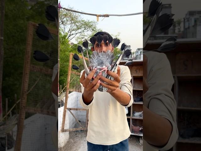 Video of pigeon ️ #pigeon #shorts