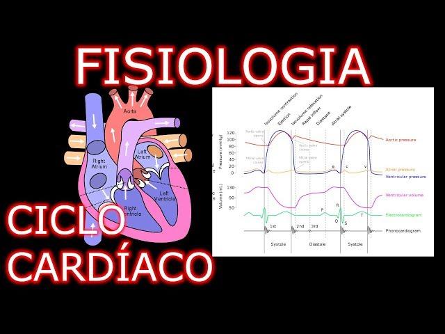 Aula: Fisiologia Cardíaca - Ciclo Cardíaco | Fisiologia Cardiovascular Humana #1