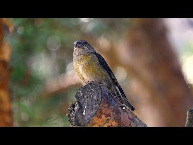 Wildlife of Northern Spain with natural sound 4k.