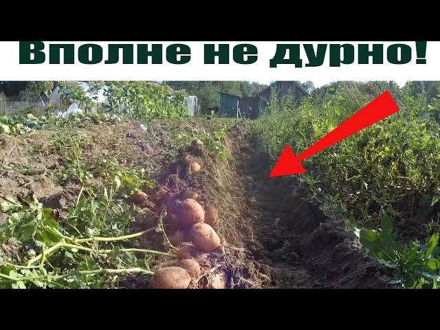 Уборка картофеля мотоблоком мтз Беларус с плугом!