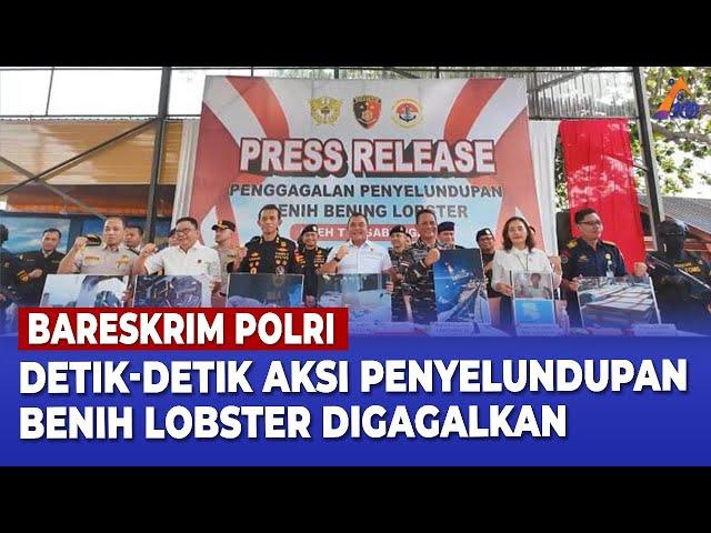 BARESKRIM POLRI GAGALKAN PENYELUNDUPAN BENIH LOBSTER