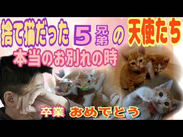 保護した子猫５兄弟が坂上家を卒業します。素敵な里親さん探そうね！