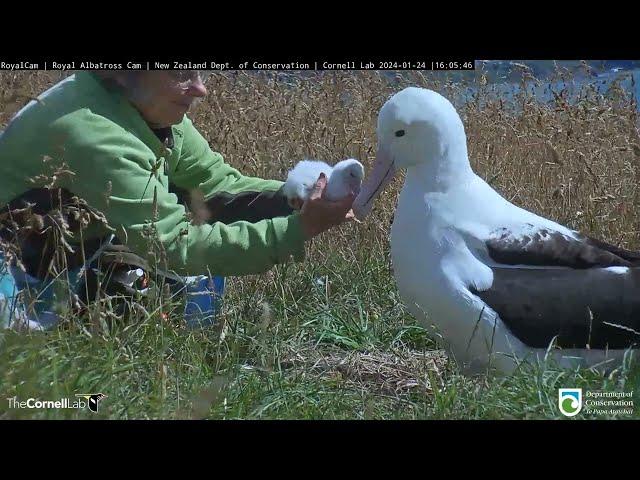 Royal Albatross Hatchling Gets A Weight Check From Rangers In New Zealand | DOC | Cornell Lab