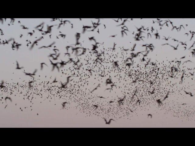 A Postcard from the Field: The Bats of Austin | Dateline NBC