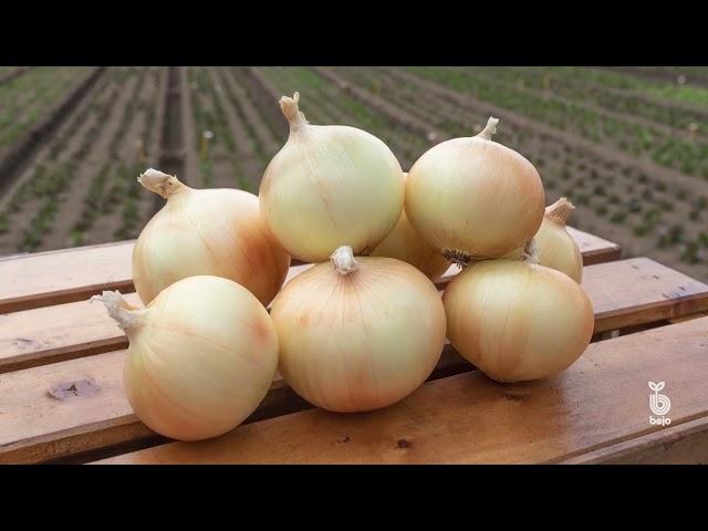 Bejo USA _ Short Day Onions