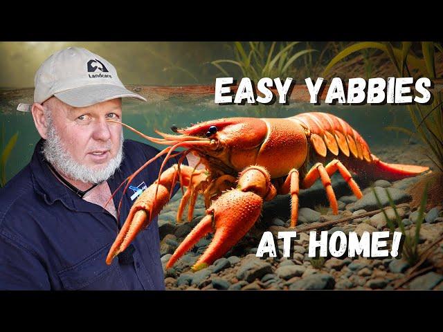 Breed Yabbies Crawfish At Home Easy Setup!