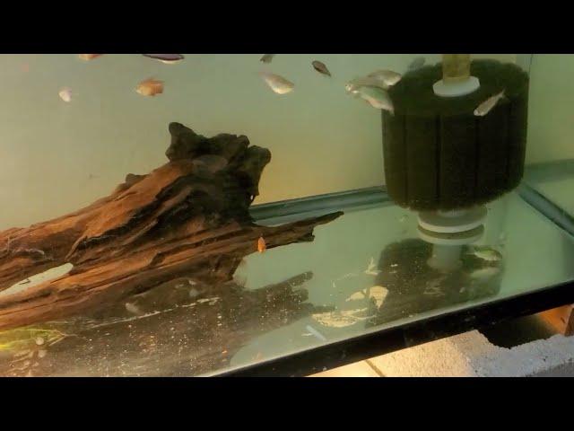 55 gallon Tetra and Corydoras Growout Tank