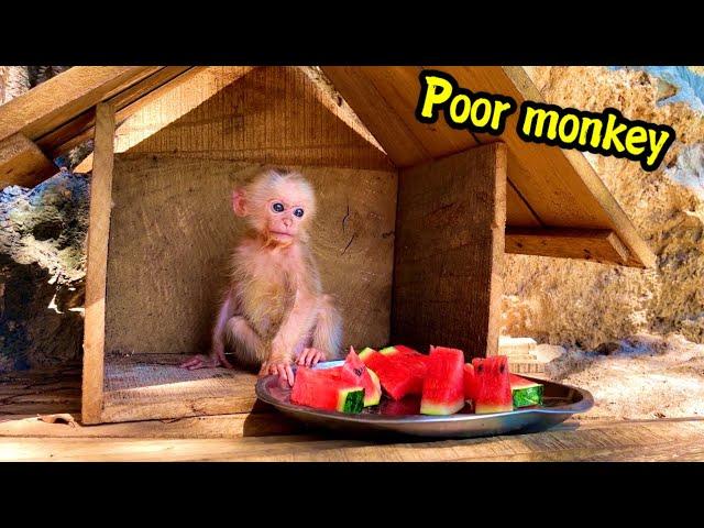 Poor baby monkey had to eat a plate of fruit alone in the mountains with a single girl.