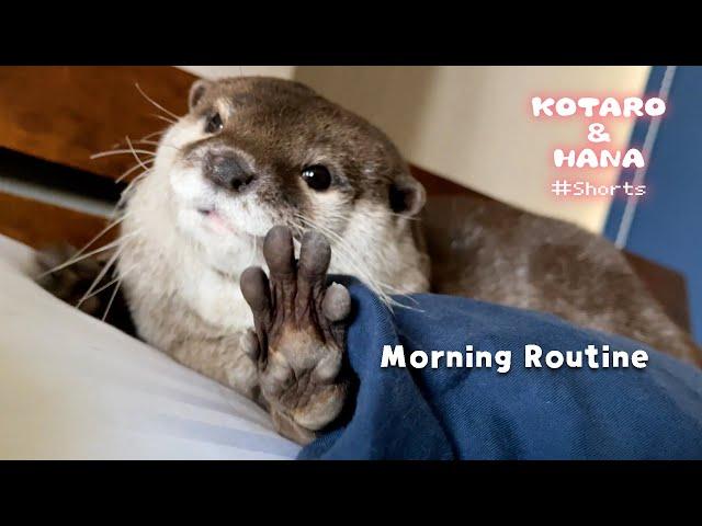 Hana the Otter Morning Routine