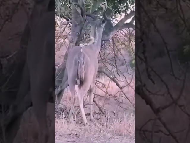 Kudus enjoying sunset dining in the BushWildlife