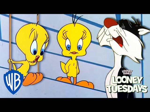 Looney Tuesdays | Did Tweety Taw a Putty Tat? | Looney Tunes | @WB Kids