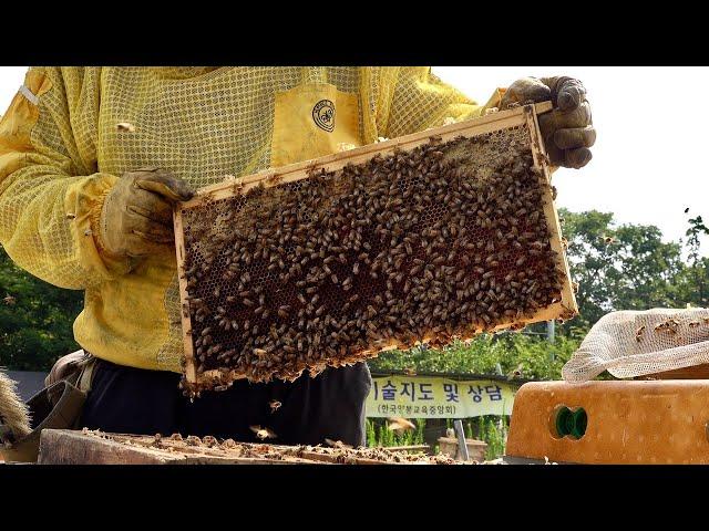 Huge Number of Bees! Honey Mass Production Process by Korean Beekeeping Farm