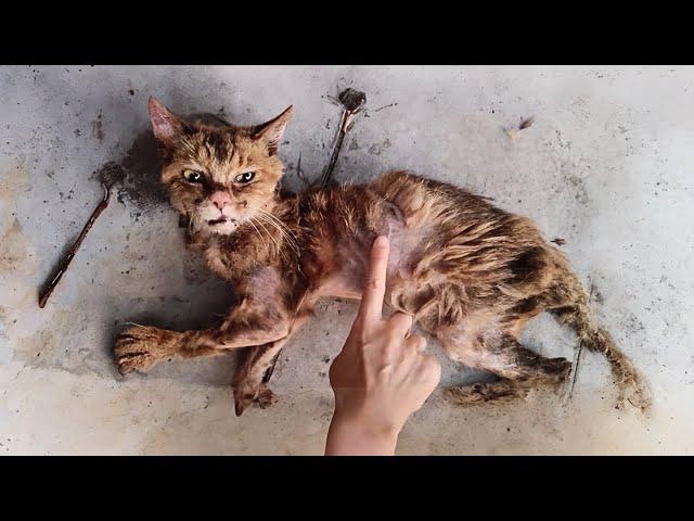 This emaciated stray cat underwent an astonishing transformation after being rescued for 3 months.