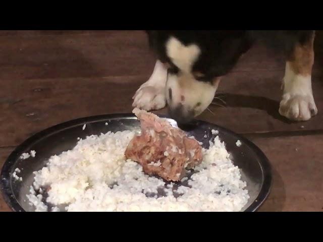 Dogs eat lobster episode 163| By Dog Food TV