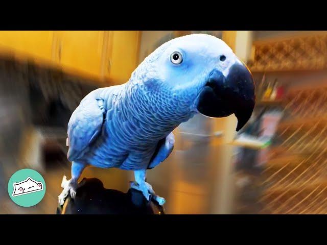 Parrot Shocks People With Talking After 16 Years Cage Time | Cuddle Buddies