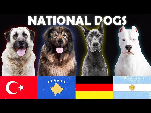 The 20 National Dog Breeds