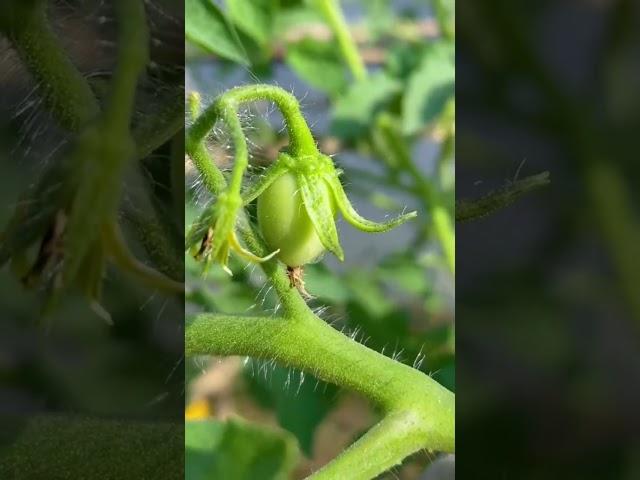 #tomatocultivation #vegetablegarden #trending #shortvideo #youtubeshorts #shorts #dreamlife