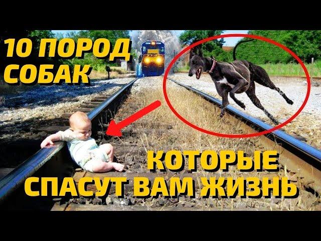 Лучшие Сторожевые Породы Собак | Лучшие Собаки для Охраны | Собаки для Охраны Дома