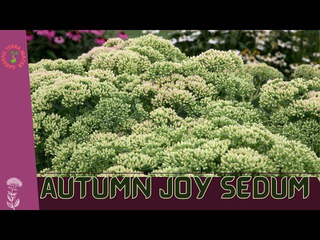 Autumn Joy Sedum (Sedum spectabile): A Stunning Perennial for Your Fall Garden!