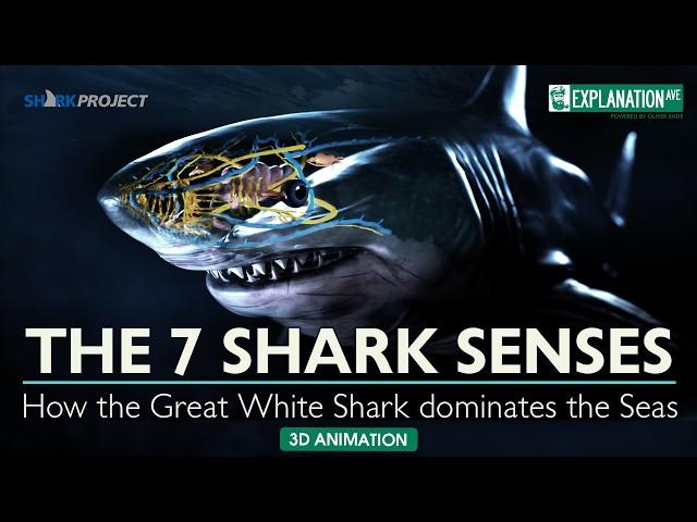 The 7 shark senses - How the Great White Shark Dominates the Seas!