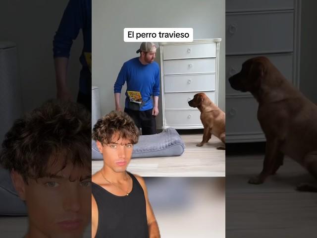 Un perro inteligente y muy travieso