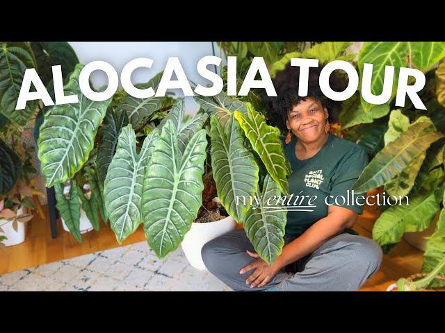 Tour My Entire Alocasia Collection