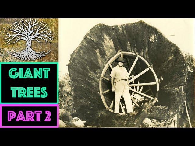 GIANT TREES OF FLORIDA (Part 2) *Graphic Footage*