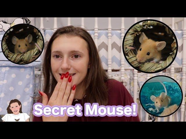 Buying a 3rd Secret Mouse! | Kelli Maple