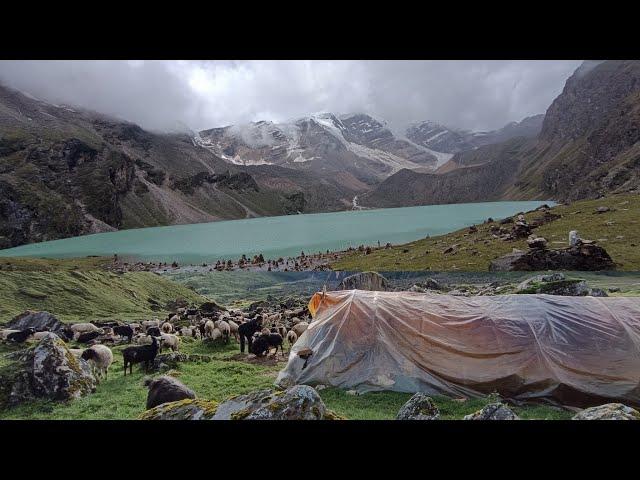 this is himalayan  life || sheep shepherd  lifestyle of nepal || Gorey Nepal