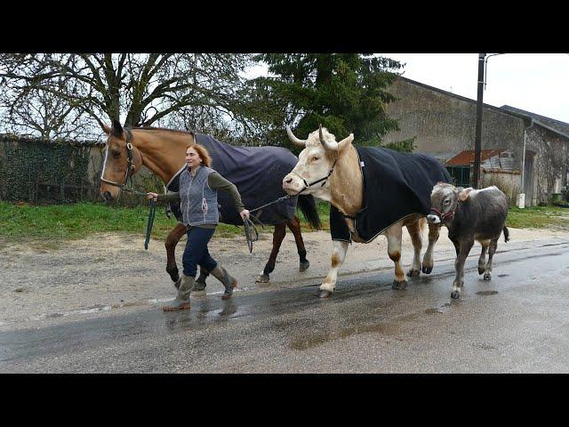 What happens when a Horse and Two bulls go out for walk in a village ?