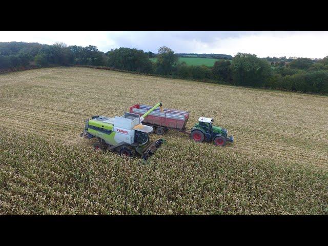 Maïs grain 2023, SARL Prigent / Lexion 6700