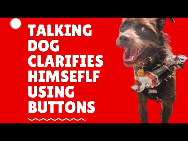 Rescue terrier clarifies himself using talking buttons  #fluentpet #talkingdog #hunger4words