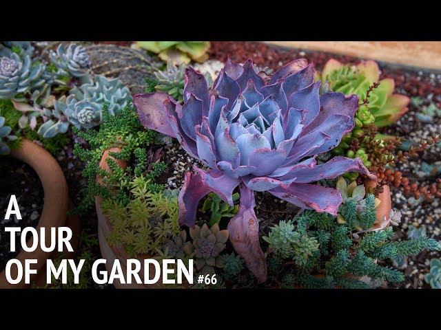 #66 Cerriscapades April Garden Tour and Review