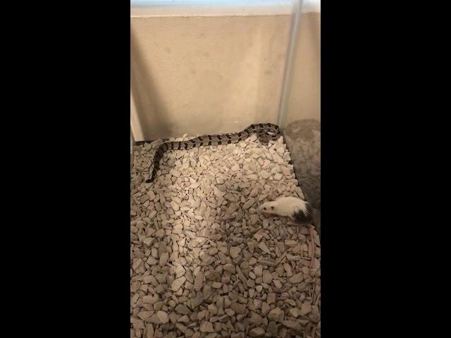 Juvenile Timber rattlesnake/Crotalus Horridus strikes live mouse. Graphic content! highonsnakes