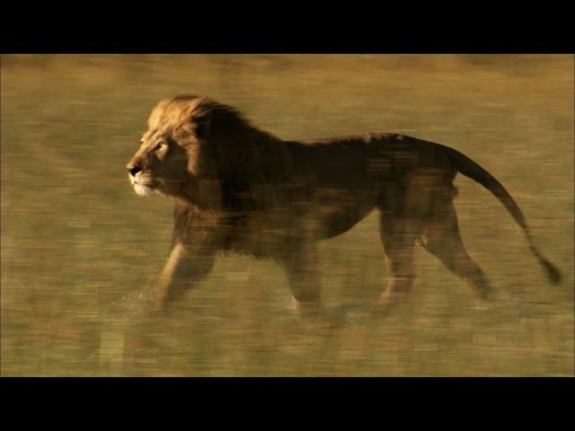 Lost Lion Reunites with His Brother