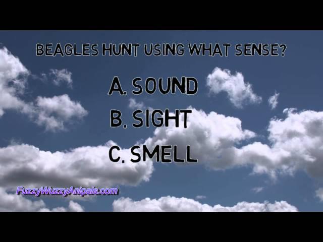 Beagle Animal Quiz for Kids