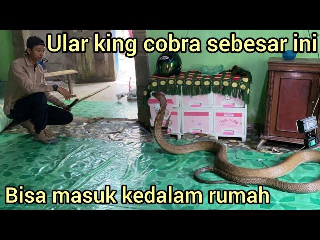 PENANGKAP4N ULAR KING COBRA MONSTER DI DALAM RUMAH WARGA SAMPAI BARANG-BARANG HARUS DI PINDAHKAN