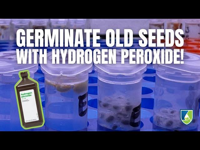 Revive Your Old Seeds: How to Germinate Seeds Using Hydrogen Peroxide!