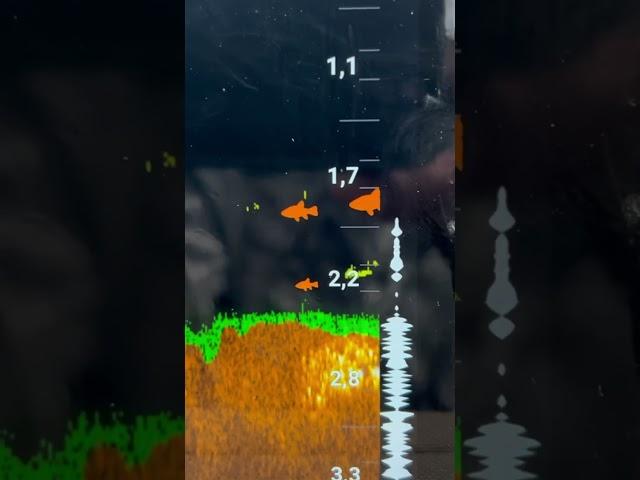 Deeper sonar #fishing #fish #carps #sorts #sort #fishingvideo #fishinglife